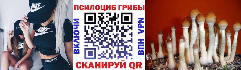 Галлюциногенные грибы GOLDEN TEACHER  Моздок 